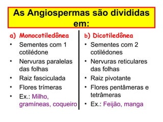As Angiospermas são divididas
             em:
a) Monocotiledônea       b) Dicotiledônea
• Sementes com 1         • Sementes com 2
   cotilédone              cotilédones
• Nervuras paralelas     • Nervuras reticulares
   das folhas              das folhas
• Raiz fasciculada       • Raiz pivotante
• Flores trímeras        • Flores pentâmeras e
• Ex.: Milho,              tetrâmeras
   gramíneas, coqueiro   • Ex.: Feijão, manga
 