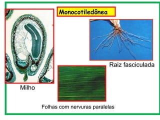 Monocotiledônea




                                  Raiz fasciculada


Milho


        Folhas com nervuras paralelas
 