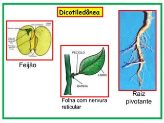 Dicotiledônea




Feijão



                                Raiz
         Folha com nervura   pivotante
         reticular
 
