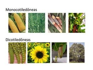 Monocotiledôneas




Dicotiledôneas
 