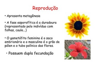 Reprodução
• Apresenta metagênese

• A fase esporofítica é a duradoura
(representado pelo indivíduo com
folhas, caule...)

• O gametófito feminino é o saco
embrionário e o masculino é o grão de
pólen e o tubo polínico das flores.

• Possuem dupla fecundação
 