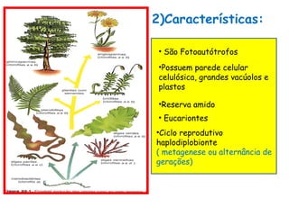 2)Características:

 • São Fotoautótrofos
 •Possuem parede celular
 celulósica, grandes vacúolos e
 plastos

 •Reserva amido
 • Eucariontes
•Ciclo reprodutivo
haplodiplobionte
( metagenese ou alternância de
gerações)
 