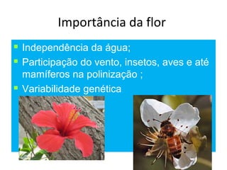 Importância da flor
   Independência da água;
   Participação do vento, insetos, aves e até
    mamíferos na polinização ;
   Variabilidade genética
 