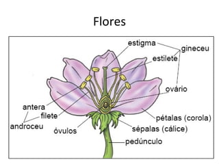 Flores
 