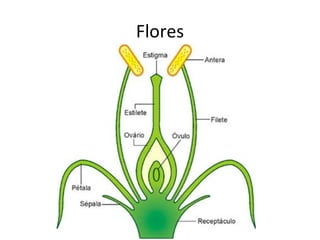 Flores
 