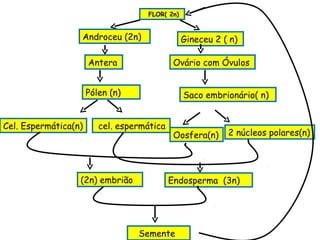 FLOR( 2n)


                  Androceu (2n)                 Gineceu 2 ( n)

                      Antera                 Ovário com Óvulos


                      Pólen (n)                 Saco embrionário( n)


Cel. Espermática(n)      cel. espermática
                                             Oosfera(n)    2 núcleos polares(n)




                  (2n) embrião              Endosperma (3n)




                                  Semente
 