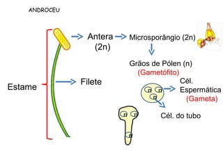 ANDROCEU



                Antera    Microsporângio (2n)
                 (2n)
                          Grãos de Pólen (n)
                            (Gametófito)
               Filete                    Cél.
Estame                         n n       Espermática
                                n         (Gameta)

                         n n       Cél. do tubo

                          n
 
