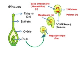 Saco embrionário
Gineceu           ( Gametófito)
                      (n)                        2 Núcleos
           Estigma                               Polares (n)
                        Megásporo (n)
            (2n)
      Estilete
                                        OOSFERA (n )
                                        (Gameta)

           Ovário
                                 Megasporângio
          Óvulo                      (2n)
 
