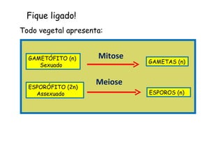 Fique ligado!
Todo vegetal apresenta:


  GAMETÓFITO (n)     Mitose
                              GAMETAS (n)
     Sexuado


                     Meiose
  ESPORÓFITO (2n)
    Assexuado                 ESPOROS (n)
 