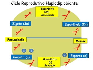 Ciclo Reprodutivo Haplodiplobionte
                     Esporófito
                       (2n)
                     Assexuado


   Zigoto (2n)                     Esporângio (2n)



Fecundação                                Meiose


          n      n

   Gameta (n)
                                   n   Esporos (n)
                      Gametófito
                          (n)
                       Sexuado
 