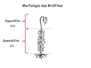 Morfologia das Briófitas



 Esporófito
    (2n)



Gametófito
    (n)
 