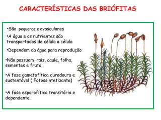 CARACTERÍSTICAS DAS BRIÓFITAS


•São pequenas e avasculares
•A água e os nutrientes são
transportados de célula a célula
•Dependem da água para reprodução

•Não possuem raiz, caule, folha,
sementes e fruto.

•A fase gametofítica duradoura e
sustentável ( Fotossintetizante)

•A fase esporofítica transitória e
dependente.
 