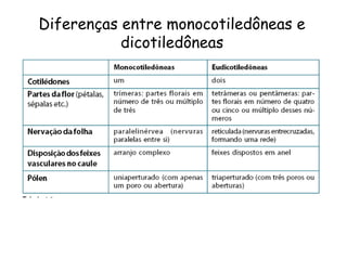 Diferenças entre monocotiledôneas e
dicotiledôneas
 