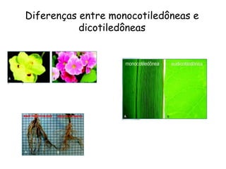 Diferenças entre monocotiledôneas e
dicotiledôneas
 