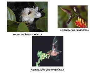 POLINIZAÇÃO ENTOMÓFILA
POLINIZAÇÃO ORNITÓFILA
POLINIZAÇÃO QUIROPTERÓFILA
 
