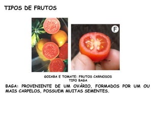 TIPOS DE FRUTOS
GOIABA E TOMATE: FRUTOS CARNOSOS
TIPO BAGA
BAGA: PROVENIENTE DE UM OVÁRIO, FORMADOS POR UM OU
MAIS CARPELOS, POSSUEM MUITAS SEMENTES.
 