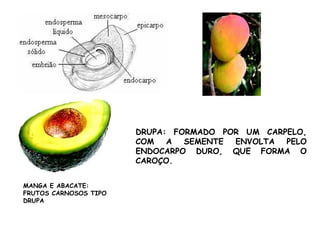 DRUPA: FORMADO POR UM CARPELO,
COM A SEMENTE ENVOLTA PELO
ENDOCARPO DURO, QUE FORMA O
CAROÇO.
MANGA E ABACATE:
FRUTOS CARNOSOS TIPO
DRUPA
 