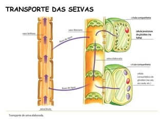 TRANSPORTE DAS SEIVAS
 
