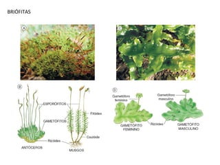 BRIÓFITAS
 