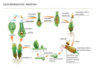 CICLO REPRODUTIVO - BRIÓFITAS
 