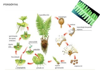 PTERIDÓFITAS
 