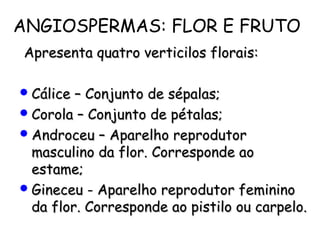ANGIOSPERMAS: FLOR E FRUTO
Apresenta quatro verticilos florais:Apresenta quatro verticilos florais:
Cálice – Conjunto de sépalas;Cálice – Conjunto de sépalas;
Corola – Conjunto de pétalas;Corola – Conjunto de pétalas;
Androceu – Aparelho reprodutorAndroceu – Aparelho reprodutor
masculino da flor. Corresponde aomasculino da flor. Corresponde ao
estame;estame;
Gineceu - Aparelho reprodutor femininoGineceu - Aparelho reprodutor feminino
da flor. Corresponde ao pistilo ou carpelo.da flor. Corresponde ao pistilo ou carpelo.
 