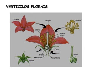 VERTICILOS FLORAIS
 