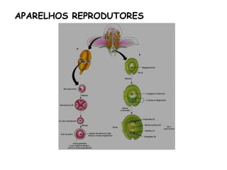 APARELHOS REPRODUTORES
 