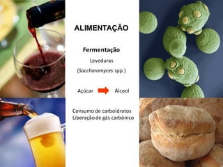 Fermentação
Leveduras
(Saccharomyces spp.)
Açúcar Álcool
ALIMENTAÇÃO
Consumo de carboidratos
Liberaçãode gás carbônico
 