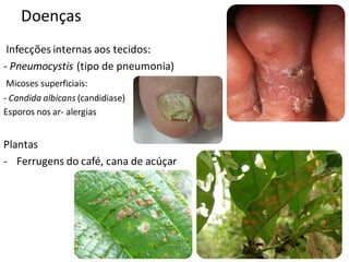Doenças
Infecções internas aos tecidos:
- Pneumocystis (tipo de pneumonia)
Micoses superficiais:
- Candida albicans (candidiase)
Esporos nos ar- alergias
Plantas
- Ferrugens do café, cana de acúçar
 