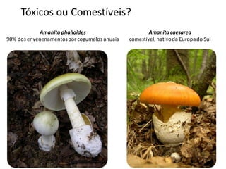 Tóxicos ou Comestíveis?
Amanita phalloides
90% dos envenenamentospor cogumelos anuais
Amanita caesarea
comestível, nativoda Europado Sul
 