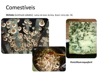 Shiitake (Lentinula edodes): nativo do leste da Ásia. Brasil: início déc. 90.
Comestíveis
Penicilliumroqueforti
 