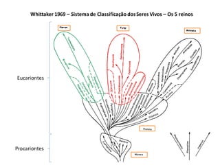Procariontes
Eucariontes
Whittaker 1969 – Sistema de Classificação dosSeres Vivos – Os 5 reinos
 