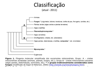 Classificação
(atual - 2011)
 