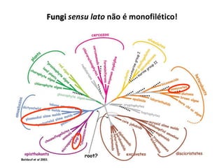 Baldauf et al 2003.
Fungi sensu lato não é monofilético!
 