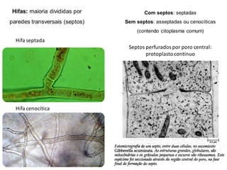 Hifas: maioria divididas por
paredes transversais (septos)
Com septos: septadas
Sem septos: asseptadas ou cenocíticas
(contendo citoplasma comum)
Hifa septada
Hifa cenocítica
Septos perfuradospor poro central:
protoplastocontínuo
 