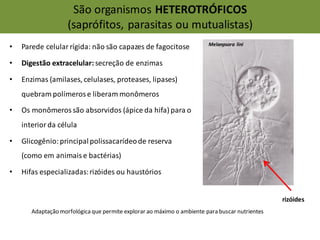 • Parede celularrígida: não são capazes de fagocitose
• Digestão extracelular: secreção de enzimas
• Enzimas (amilases, celulases, proteases, lipases)
quebram polímerose liberam monômeros
• Os monômerossão absorvidos (ápice da hifa) para o
interiorda célula
• Glicogênio:principalpolissacarídeode reserva
(como em animaise bactérias)
• Hifas especializadas:rizóides ou haustórios
São organismos HETEROTRÓFICOS
(saprófitos, parasitas ou mutualistas)
Adaptação morfológica que permite explorar ao máximo o ambiente para buscar nutrientes
rizóides
Melanpsora lini
 