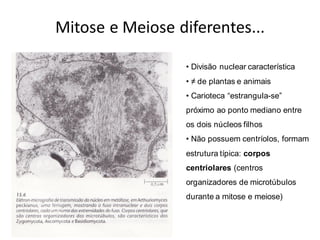 Mitose e Meiose diferentes...
• Divisão nuclear característica
• ≠ de plantas e animais
• Carioteca “estrangula-se”
próximo ao ponto mediano entre
os dois núcleos filhos
• Não possuem centríolos, formam
estrutura típica: corpos
centriolares (centros
organizadores de microtúbulos
durante a mitose e meiose)
 