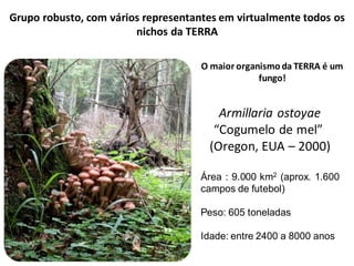 Grupo robusto, com vários representantes em virtualmente todos os
nichos da TERRA
O maior organismo da TERRA é um
fungo!
Armillaria ostoyae
“Cogumelo de mel”
(Oregon, EUA – 2000)
Área : 9.000 km2 (aprox. 1.600
campos de futebol)
Peso: 605 toneladas
Idade: entre 2400 a 8000 anos
 