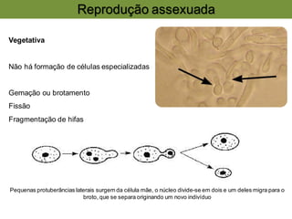 Reprodução assexuada
Vegetativa
Não há formação de células especializadas
Gemação ou brotamento
Fissão
Fragmentação de hifas
Pequenas protuberâncias laterais surgem da célula mãe, o núcleo divide-se em dois e um deles migra para o
broto, que se separa originando um novo indivíduo
 