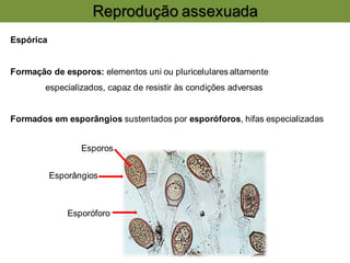 Reprodução assexuada
Espórica
Formação de esporos: elementos uni ou pluricelulares altamente
especializados, capaz de resistir às condições adversas
Formados em esporângios sustentados por esporóforos, hifas especializadas
Esporóforo
Esporângios
Esporos
 