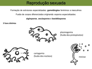 Formação de estruturas especializadas: gametângios femininos e masculinos
Fusão de corpos diferenciados originando esporos especializados:
zigósporos, ascósporos e basidiósporos
Reprodução sexuada
3 fases distintas
meiose
cariogamia
(fusão dos núcleos)
plasmogamia
(fusão dos protoplastos)
 