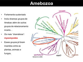 Amebozoa
• Fortemente sustentado
• Inclui diversos grupos de
Amebas além de outros
grupos de relacionamento
incerto…
• Os mais “dramáticos”:
myxomycetes
• Esses grupos já foram
inseridos entre as
plantas, animais e
fungos.
Baldauf et al 2003.
 