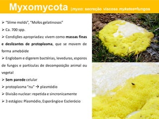 Myxomycota (myxo: secreção viscosa myketes=fungos
 “Slime molds”, “Mofos gelatinosos”
 Ca. 700 spp.
 Condições apropriadas: vivem como massas finas
e deslizantes de protoplasma, que se movem de
forma amebóide
 Englobam e digerem bactérias, leveduras, esporos
de fungos e partículas de decomposição animal ou
vegetal
 Sem parede celular
 protoplasma“nu”  plasmódio
 Divisão nuclear: repetida e sincronicamente
 3 estágios: Plasmódio, Esporângioe Esclerócio
 