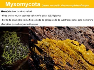 Plasmódio:fase somática móvel
- Pode crescer muito, cobrindo vários m² e pesar até 30 gramas
- Borda do plasmódio é uma fina camada de gel separada do substrato apenas pela membrana
plasmáticae uma bainhamucilaginosa
Myxomycota (myxo: secreção viscosa myketes=fungos
 