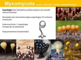 Esporângio: fase reprodutiva,produzesporos com parede
celular (celulose)
Plasmódio sem movimentoorigina esporângios  inúmeros
montículos
Cada montículo= 1 esporângio
no topo de um pedúnculo
Frequentementeornamentado!
Myxomycota (myxo: secreção viscosa myketes=fungos
 