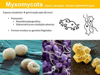 Esporos resistentes germinação após 60 anos!
• Promovem:
• Recombinaçãogenética
• Sobrevivênciaem condições adversas
• Formam amebas ou gametas flagelados
Myxomycota (myxo: secreção viscosa myketes=fungos
 