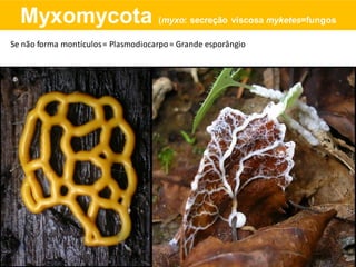 Se não forma montículos= Plasmodiocarpo= Grande esporângio
Myxomycota (myxo: secreção viscosa myketes=fungos
 