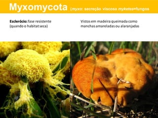 Esclerócio: fase resistente
(quando o habitatseca)
Vistos em madeira queimadacomo
manchasamareladasou alaranjadas
Myxomycota (myxo: secreção viscosa myketes=fungos
 