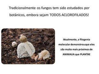 Tradicionalmente os fungos tem sido estudados por
botânicos, embora sejam TODOS ACLOROFILADOS!
Atualmente, a filogenia
molecular demonstrouque eles
são muito mais próximos de
ANIMALIA que PLANTAE
 